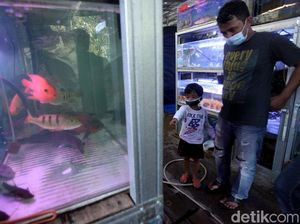 Laris Manis Penjualan Ikan Hias di Masa Pandemi