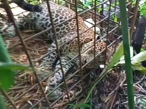 Macan Tutul Penghuni Gunung Sawal Ciamis Terperangkap Warga