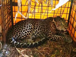 Macan Tutul Si Abah Dirawat di Kebun Binatang Bandung