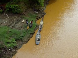 Ikan Pari Raksasa Mati di Sungai Musi, Diduga Gegara Air Surut