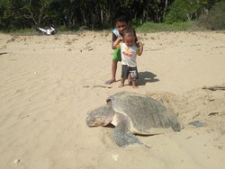 BKKPN Kupang: Penyu di Rote Biasa Bertelur Siang Hari