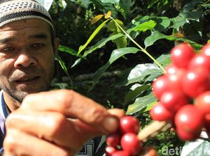 Cerita Pahit Petani Kopi Asal Kabupaten Bandung di Tengah Pandemi Corona