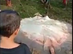 Heboh Ikan Pari Raksasa Langka Mabuk hingga Mati di Sungai Musi