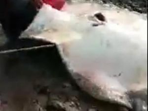 Ikan Pari Raksasa Langka Mati, Ungkap Kandungan Belerang di Sungai Musi