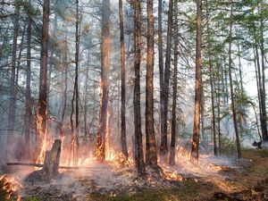 Suhu Lingkar Arktika Capai Rekor Tertinggi, Para Ilmuwan Khawatir