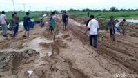 Tak Kunjung Diperbaiki, Jalan Rusak di Riau Ditanami Sawit