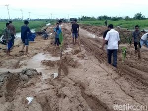 Tak Kunjung Diperbaiki, Jalan Rusak di Riau Ditanami Sawit