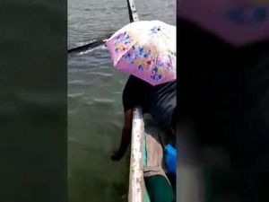 Viral Hiu Paus Ditabrak Perahu Wisata di Perairan Pasuruan