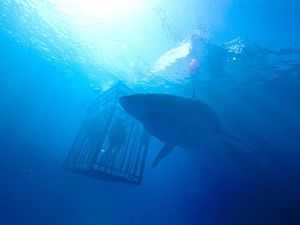 Sinopsis Film 47 Meters Down: Uncaged, Ketika Menyelam Jadi Mimpi Buruk Sinopsis Film 47 Meters Down: Uncaged, Ketika Menyelam Jadi Mimpi Buruk
