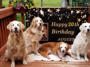 Gemas! Anjing Usia 20 Tahun Ini Rayakan Ultah dengan Kue Tart