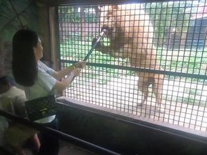 Foto: Kamu Berani Kasih Makan Harimau Seperti Ini?