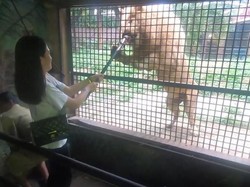 Foto: Kamu Berani Kasih Makan Harimau Seperti Ini?