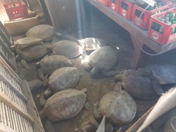 Jual Daging Penyu Hijau, Pemilik Warung di Badung Ditangkap