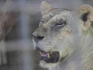 Siasat Pengelola Kebun Binatang Agar Rusa Tak Dikorbankan ke Macan