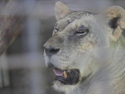 Siasat Pengelola Kebun Binatang Agar Rusa Tak Dikorbankan ke Macan