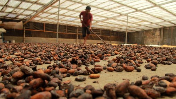 Corona Bikin Harga Kakao Turun