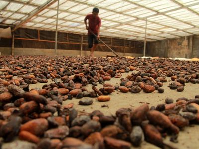 Corona Bikin Harga Kakao Turun