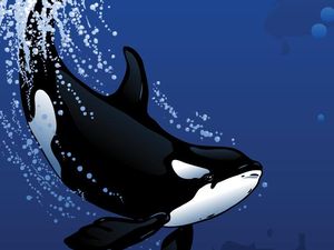 Infografis: 6 Fakta Paus Pembunuh