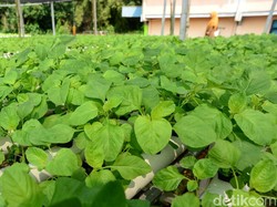 8 Jenis Makanan yang Bikin Otak Lebih Bahagia dan Sehat Menurut Sains