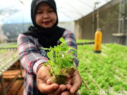Hemat dan Sehat! Ini Jenis Sayur Rumahan yang Bisa Dipanen Mingguan