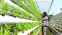 Permintaan Melonjak, Begini Cara Budidaya Sayur Hidroponik