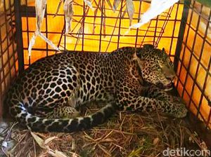 BKSDA Ciamis Segera Lepas Liarkan Macan Tutul yang Terperangkap Warga