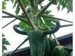 Heboh Pepaya Bentuk Kepala Banteng, Ada Juga Pepaya Isi Pisang
