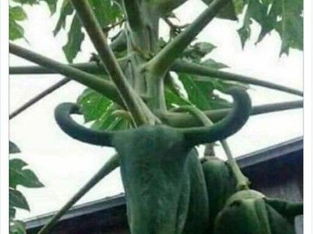 Heboh Pepaya Bentuk Kepala Banteng, Ada Juga Pepaya Isi Pisang Heboh Pepaya Bentuk Kepala Banteng, Ada Juga Pepaya Isi Pisang