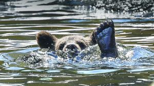 Potret Anak Beruang Berenang Saat Cuaca Panas di Swedia