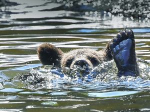 Potret Anak Beruang Berenang Saat Cuaca Panas di Swedia