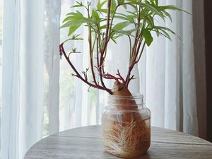 Ubi Bisa Jadi Tanaman Cantik untuk Hiasi Ruangan, Ini Buktinya!