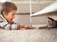 Pertolongan Pertama Saat Anak Dicakar Kucing, Bunda Perlu Tahu