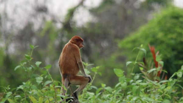 Unik! PLTU di Kalsel Ini Ditemani Bekantan