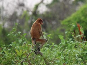 Unik! PLTU di Kalsel Ini Ditemani Bekantan