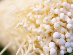 Waspada! Ini Gejala Infeksi Bakteri Listeria Jamur Enoki