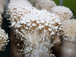 5 Cara Budi Daya Jamur Enoki di Indonesia, Bisa Dipanen Setelah 14 Hari