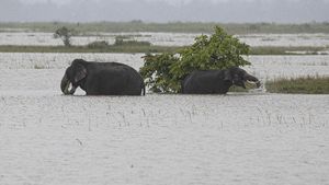 Kasihan Gajah dan Badak Ini Jadi Korban Banjir
