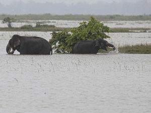 Kasihan Gajah dan Badak Ini Jadi Korban Banjir