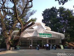 Terima Bantuan, Bandung Zoo Batal Potong Rusa untuk Pakan Harimau