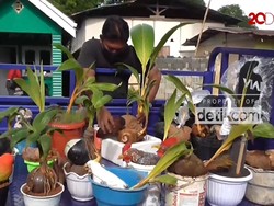 Unik dan Cantik Bonsai Kelapa di Gorontalo