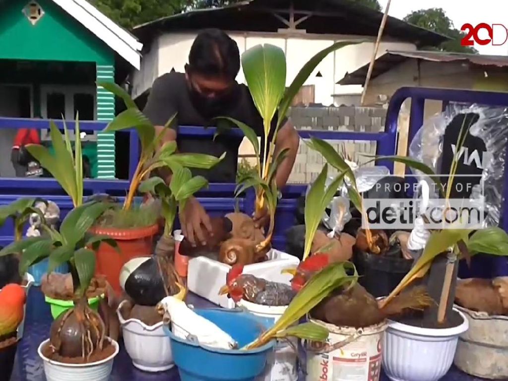 Unik dan Cantik Bonsai Kelapa di Gorontalo Unik dan Cantik Bonsai Kelapa di Gorontalo