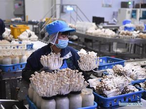 Jamur Enoki Selain dari Korea Tetap Aman Dimakan