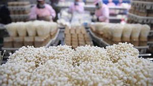 Mengintip Jeroan Pabrik Jamur Enoki cs di China