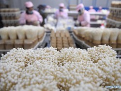 Terinfeksi Bakteri Listeria Jamur Enoki, ini Gejalanya!