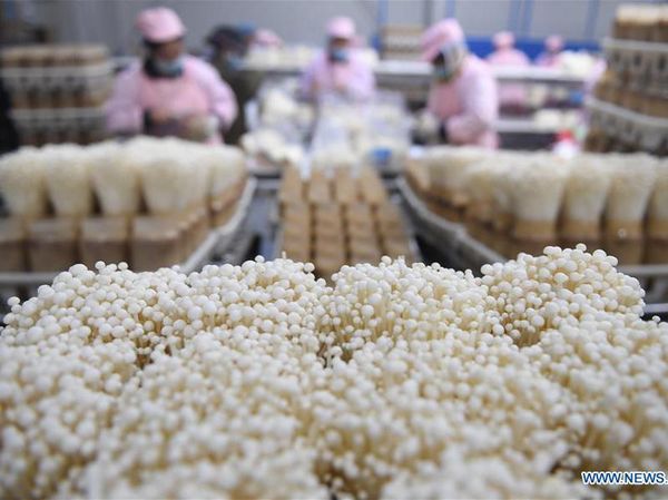 Mengintip Jeroan Pabrik Jamur Enoki cs di China