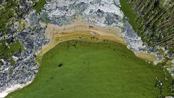Potret Alga Beracun di Laut Baltik