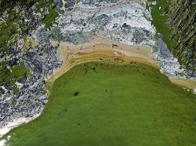 Potret Alga Beracun di Laut Baltik