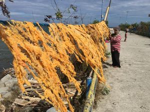 Nelayan di Polman Panen Telur Ikan, Harganya Capai Rp 400 Ribu Per Kg