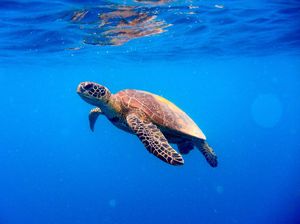 Daging Penyu Meningkatkan Stamina Pria, Mitos atau Fakta?