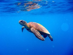 Daging Penyu Meningkatkan Stamina Pria, Mitos atau Fakta?